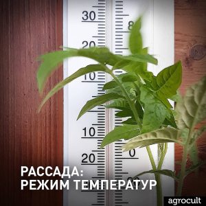 фото термометр томат